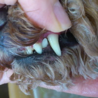 左犬歯に比べ右犬歯が綺麗になりました